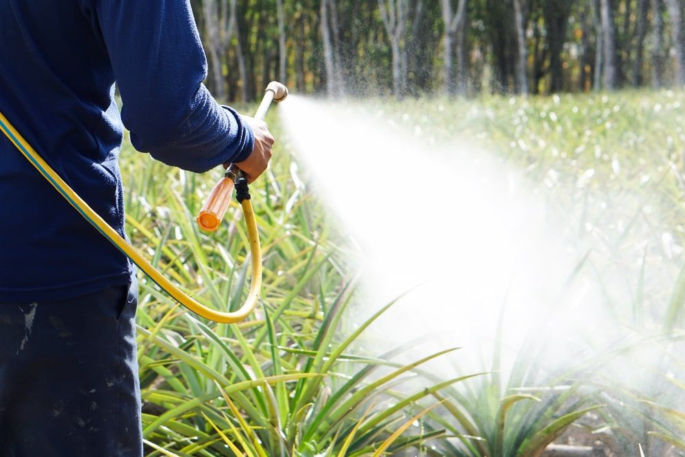 When to Spray Weed Killer 
